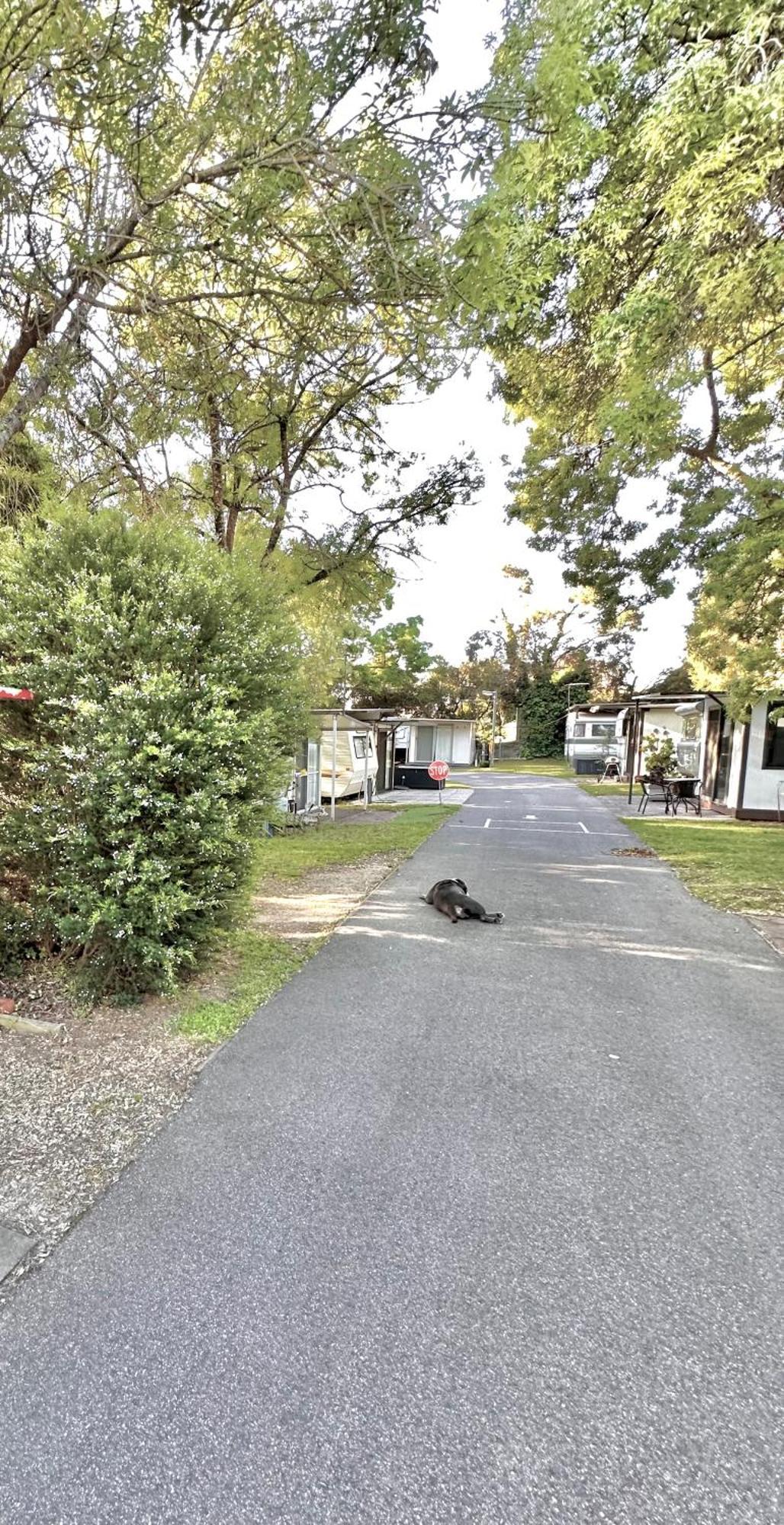 Hotel Mornington Peninsula Retro Caravans Rye Exterior foto